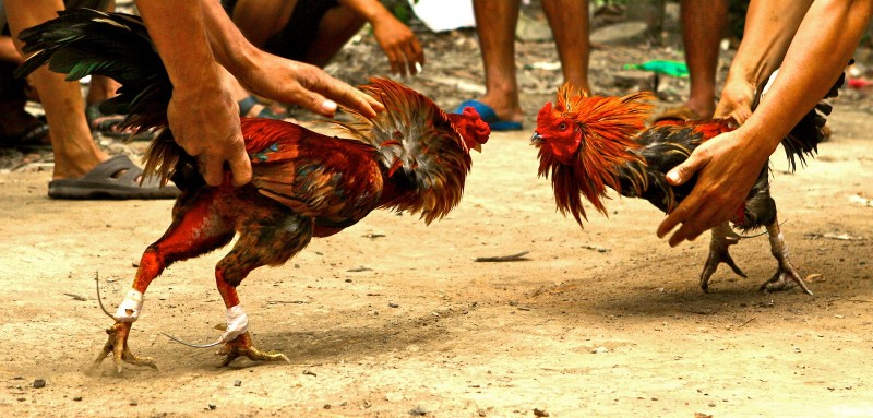 Ảnh gà đá cựa sắt đẹp